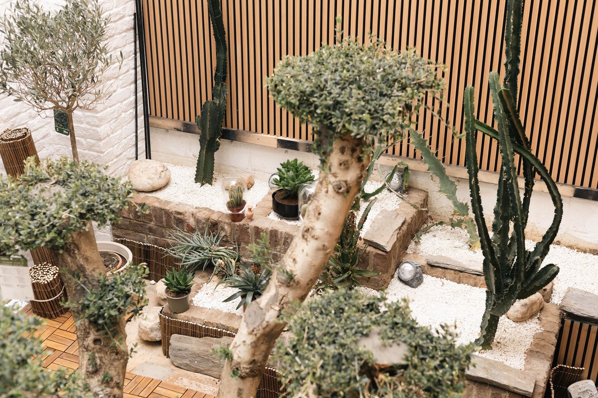 Jardin intérieur zen vu du haut avec oliviers et cactus